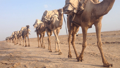 Camel caravan crossing the Danakil.