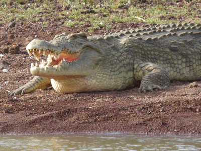 Lake Chamo crocodile